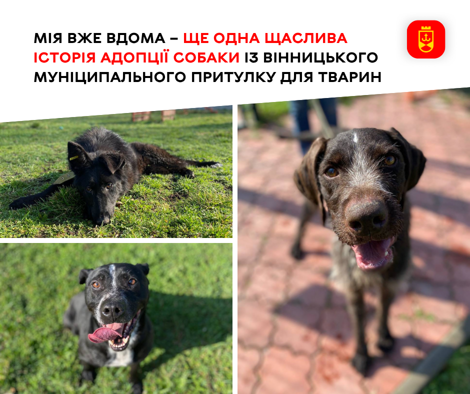 Мія вже вдома – ще одна щаслива історія адопції собаки із Вінницького муніципального притулку для тварин